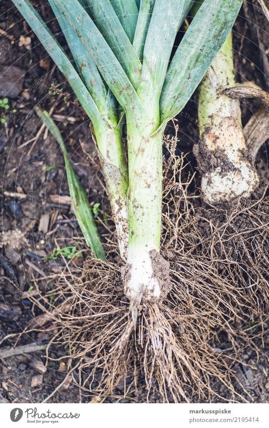 Lauch Ernte Garten Selbstversorgung Lebensmittel Gemüse Lauchgemüse Lauchstange Gartenarbeit Gartenbau Ernährung Essen Bioprodukte Vegetarische Ernährung Diät