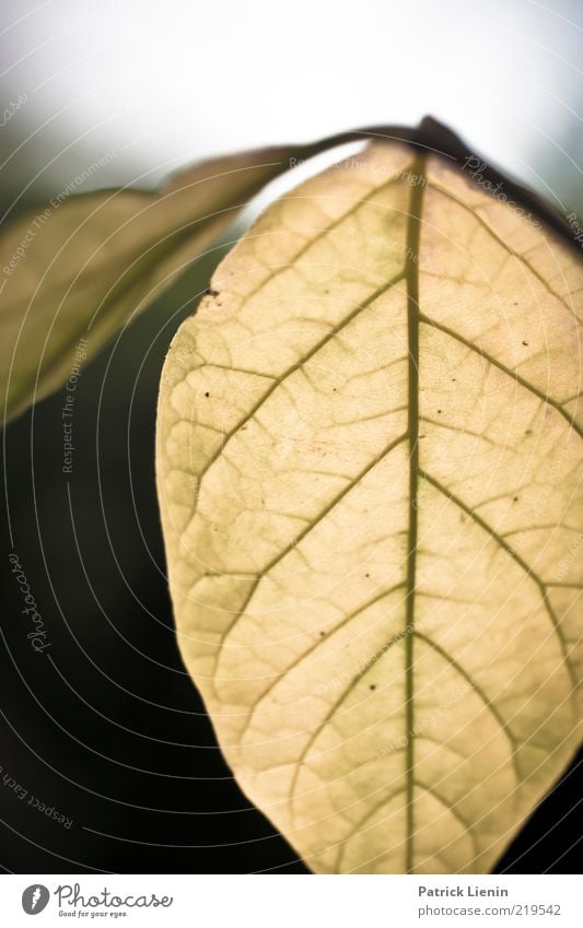 Lebensadern Umwelt Natur Pflanze Luft Herbst Blatt Grünpflanze alt authentisch schön Linie Strukturen & Formen Blattadern Blattgrün Muster hellgrün erleuchten