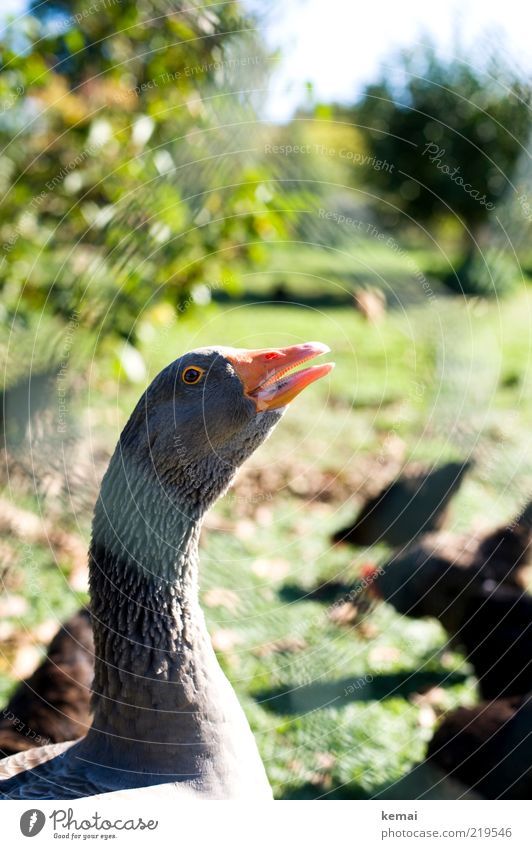 Gruppensprecher Umwelt Natur Landschaft Sonnenlicht Sommer Schönes Wetter Pflanze Gras Garten Tier Nutztier Tiergesicht Gans Graugans Schnabel Auge Kopf Feder