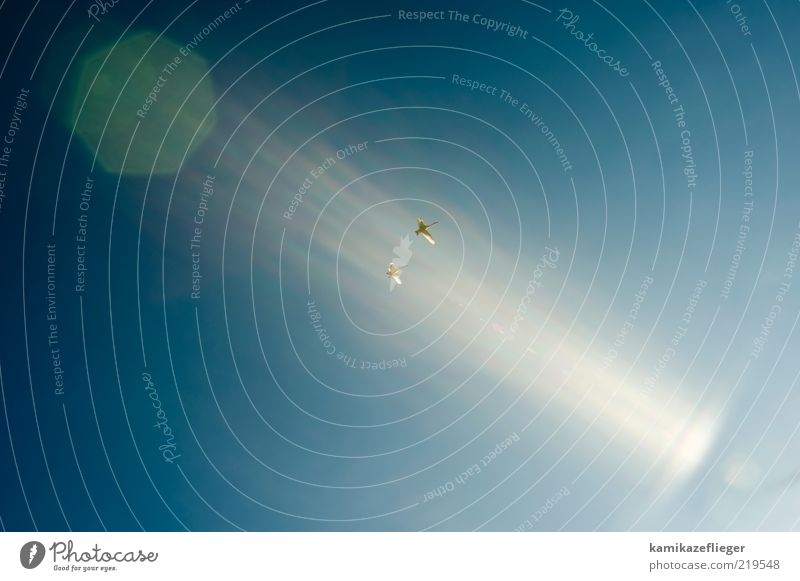 schwanenzug Tier Wildtier Schwan 2 Tierpaar fliegen frei blau weiß Freiheit Farbfoto Außenaufnahme Menschenleer Textfreiraum oben Textfreiraum unten