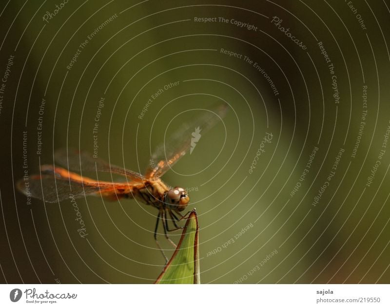 startbereit Natur Tier Wildtier Insekt Libelle 1 festhalten sitzen warten Farbfoto Außenaufnahme Nahaufnahme Makroaufnahme Textfreiraum rechts Textfreiraum oben