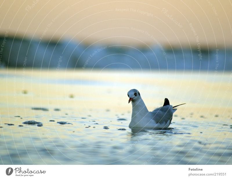 Achtung!!! Welle im Anmarsch! Umwelt Natur Tier Urelemente Wasser Himmel Wellen Küste Ostsee Wildtier Vogel Tiergesicht Flügel nass natürlich Möwe Schnabel