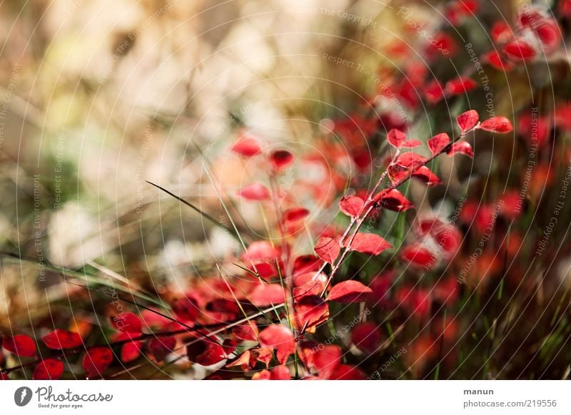 Herbstfärbung Natur Sträucher Blatt Herbstlaub herbstlich Herbstbeginn leuchten frisch hell natürlich Originalität schön Vergänglichkeit Wandel & Veränderung