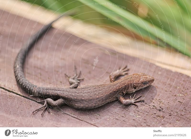 kleine Waldeidechse sonnt sich auf einer warmen Holzbank Eidechse Echte Eidechse Zootoca vivipara Lacerta vivipara Echse Reptil Mooreidechse Kriechtier