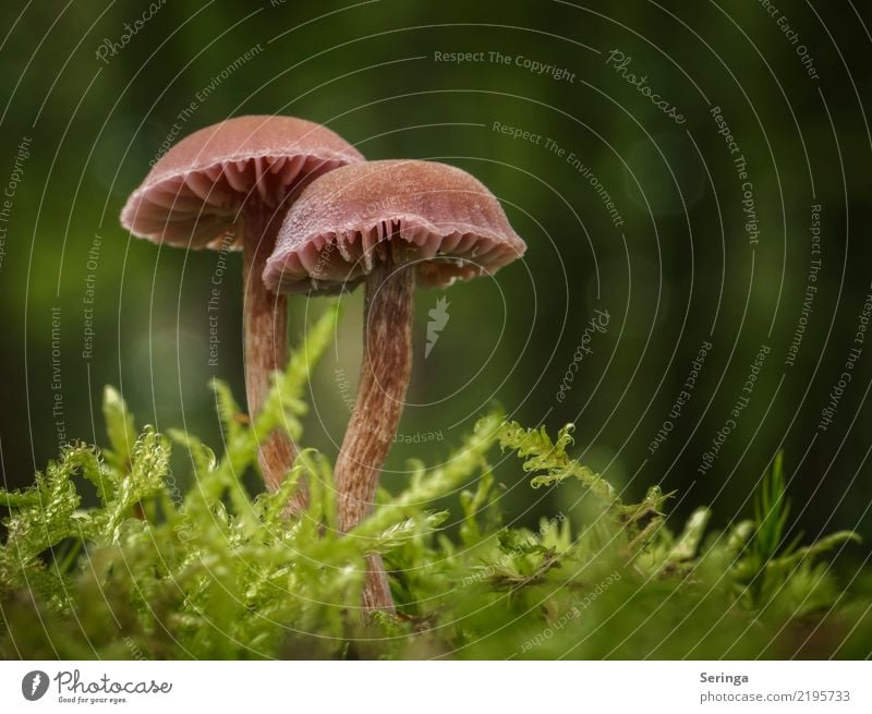 Paartanz Natur Landschaft Pflanze Tier Schönes Wetter Moos Wald glänzend genießen Wachstum wandern elegant klein nah braun mehrfarbig gelb grün orange Pilz