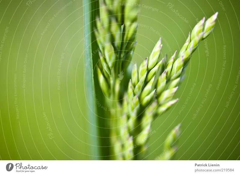 Wiesenrispengras Umwelt Natur Pflanze Frühling Gras Blatt Grünpflanze Wildpflanze frisch natürlich schön weich Stimmung grün Wachstum Stengel Ähren