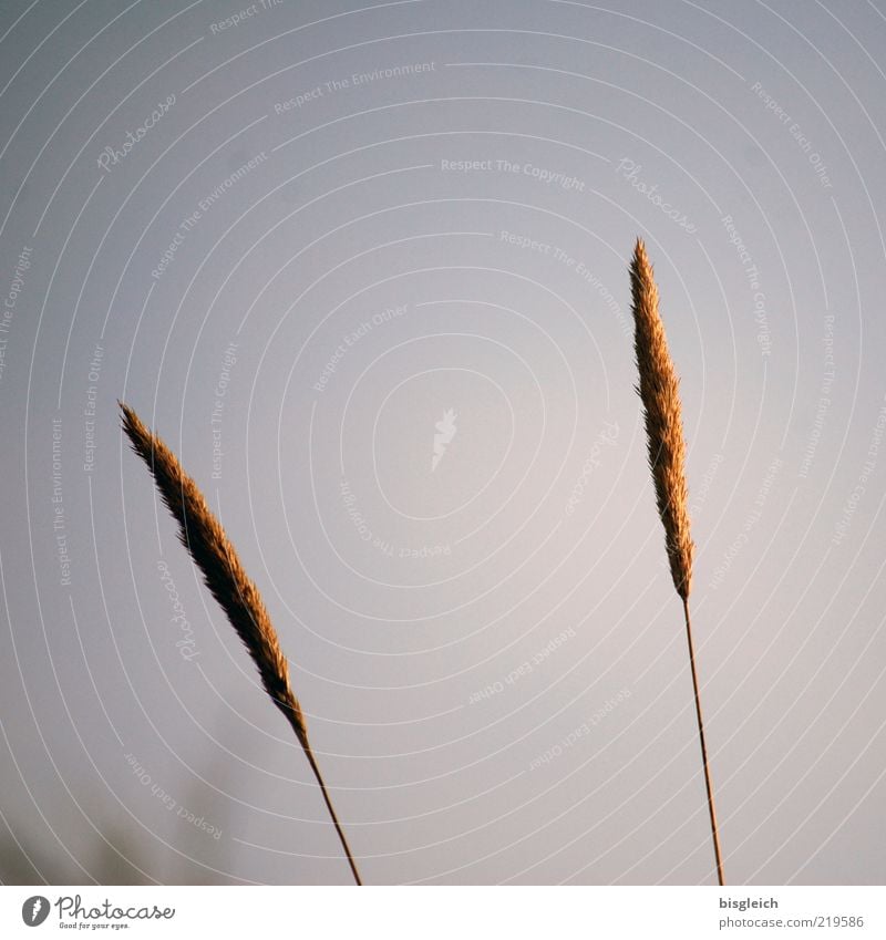 Halme Pflanze Gras Ostsee einfach natürlich trist braun grau Schwäche Himmel Ähren 2 Farbfoto Gedeckte Farben Außenaufnahme Tag Traurigkeit Zusammensein Stengel