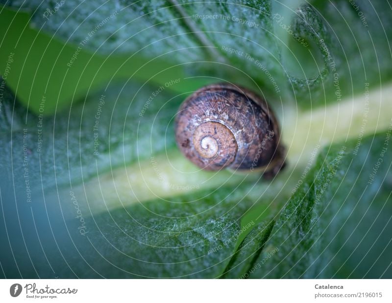 Schnecke auf Artischocke Natur Pflanze Tier Herbst Blatt Artischockenblatt Garten Gehäuseschnecke 1 liegen braun gelb grün türkis geduldig ruhig Überleben