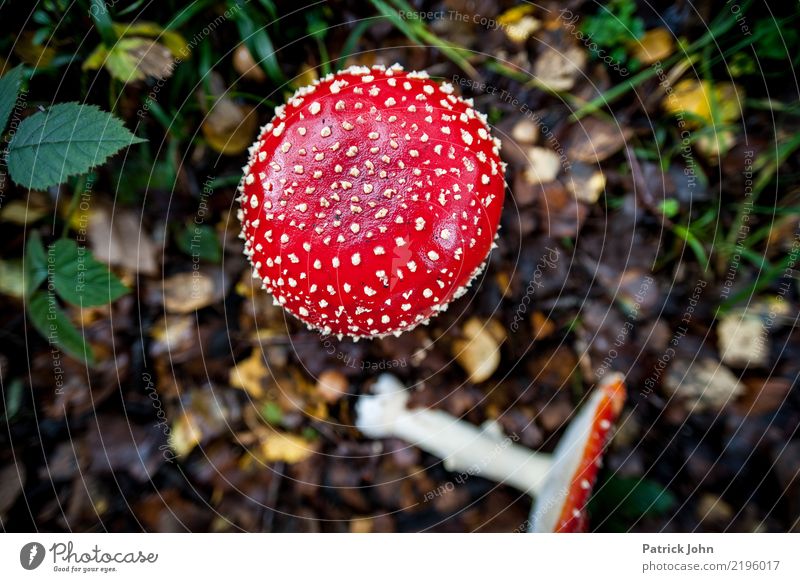 Fliegenpilz wandern Umwelt Natur Landschaft Pflanze Wildpflanze exotisch Wald Fernweh Waldboden Gift fatal schön rot Märchenwald Farbfoto Vogelperspektive