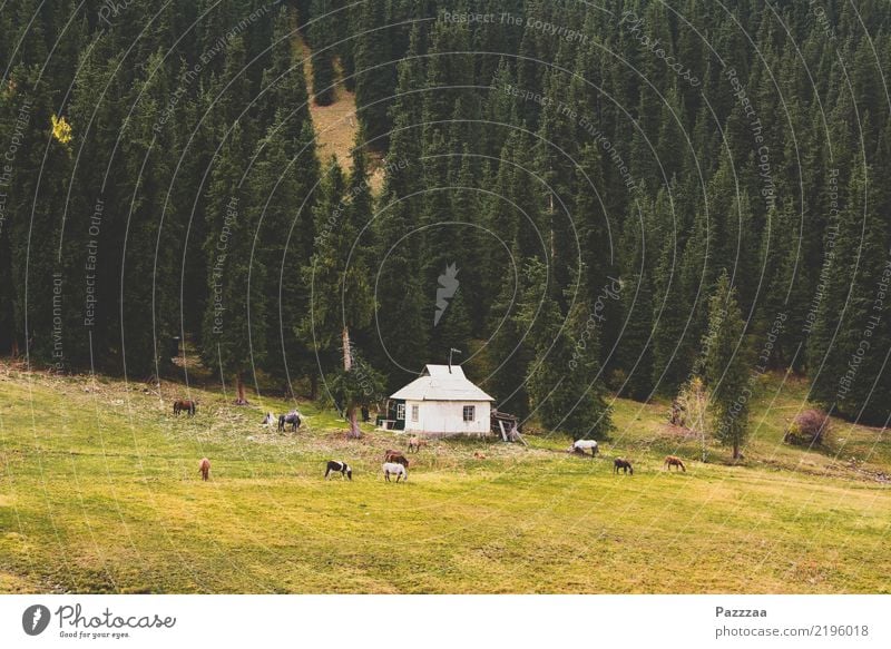 Der Traum vom Eigenheim ruhig Reiten Jagd Freiheit Häusliches Leben Haus Traumhaus Garten wandern Natur Wiese Feld Wald Berge u. Gebirge Einfamilienhaus Hütte