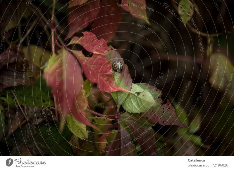 Der Herbst, färbt die Blätter bunt Natur Pflanze Tier Blatt Ranke Wilder Wein Hecke Garten Schnecke 1 hängen dehydrieren ästhetisch nachhaltig trocken braun