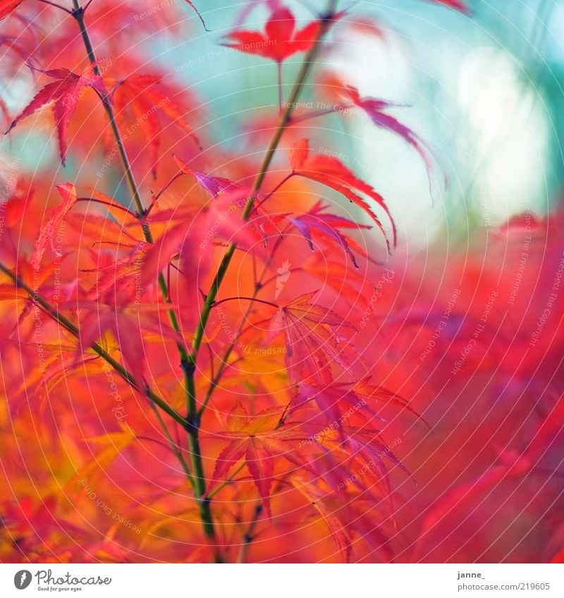 zwergahorn, bokehisiert Umwelt Natur Pflanze Herbst Baum Blatt Ahornblatt blau gelb rot weiß Unschärfe mehrfarbig Farbfoto Außenaufnahme Tag Detailaufnahme