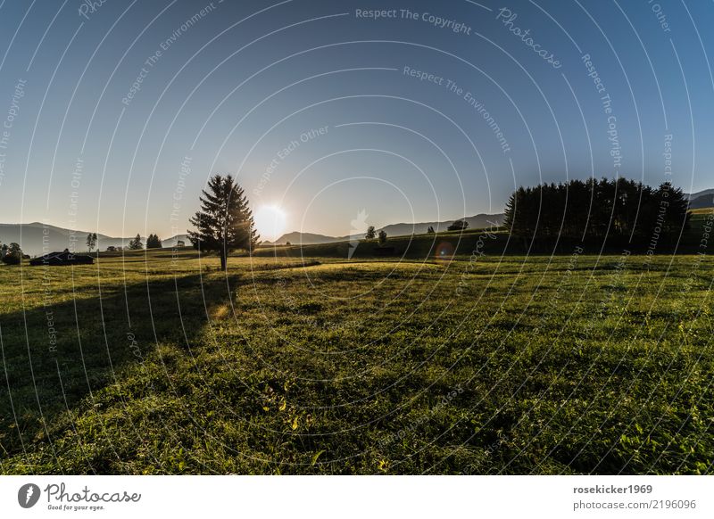 Morgenspaziergang Erholung ruhig Ferien & Urlaub & Reisen Ausflug Ferne Sommer Sommerurlaub Fahrradfahren wandern Wolkenloser Himmel Horizont Sonne Baum Gras