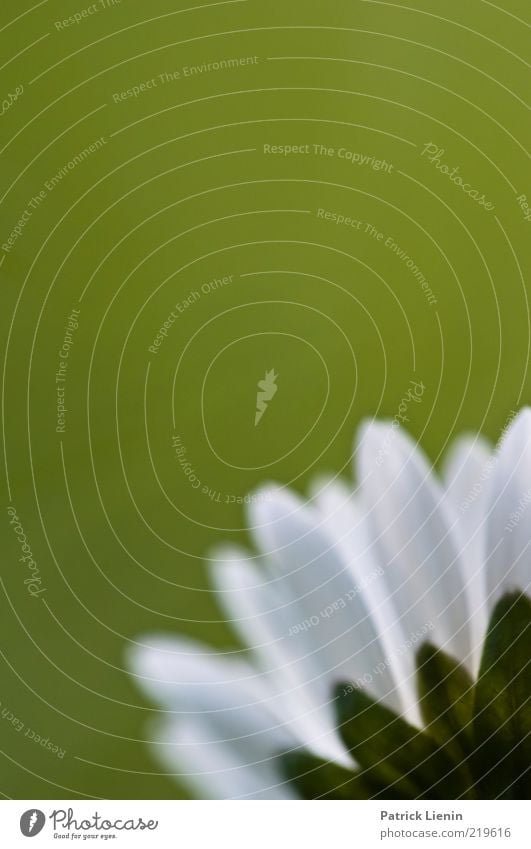 grüne Aussichten Umwelt Natur Pflanze Frühling Blume Wildpflanze Blühend frisch natürlich schön Gänseblümchen weiß Farbfoto mehrfarbig Außenaufnahme Nahaufnahme