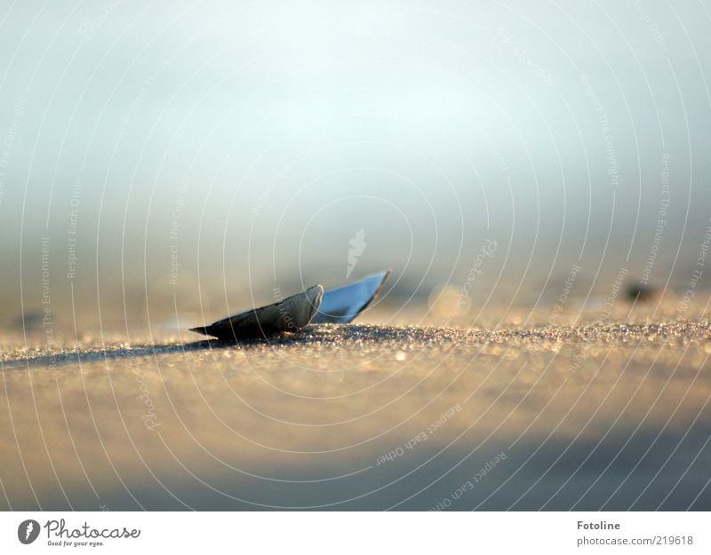 Strandgut Umwelt Natur Sand Sommer Küste Muschel hell nah natürlich trocken Muschelschale Muschelsplitter Farbfoto Gedeckte Farben Außenaufnahme Nahaufnahme