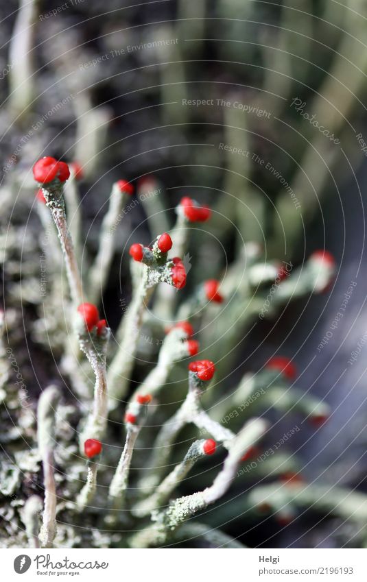 rotfrüchtige Säulenflechte Umwelt Natur Pflanze Herbst Schönes Wetter Wildpflanze Flechten Fruchtkörper Schlauchpilz Wald stehen Wachstum authentisch