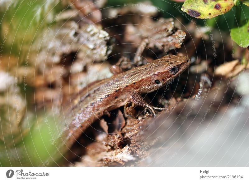 Sonnenbad Umwelt Natur Pflanze Tier Herbst Schönes Wetter Blatt Wildpflanze Baumwurzel Wald Berge u. Gebirge Schwarzwald Wildtier Echte Eidechsen 1 Holz