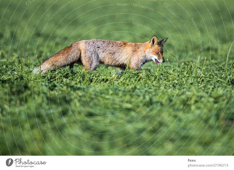 Fuchs Tier Natur Säugetier Wald Wildtier wild niedlich Tierporträt Wiese Feld Nahaufnahme Lebensmittel orange Außenaufnahme Landraubtier Maus Hinterbein Fahne