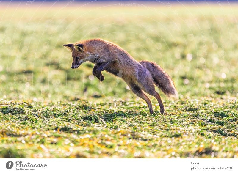 Erwischt! Fuchs Tier Natur Säugetier Wald Wildtier wild niedlich Tierporträt Wiese Feld Nahaufnahme springen Lebensmittel orange Außenaufnahme Landraubtier Maus