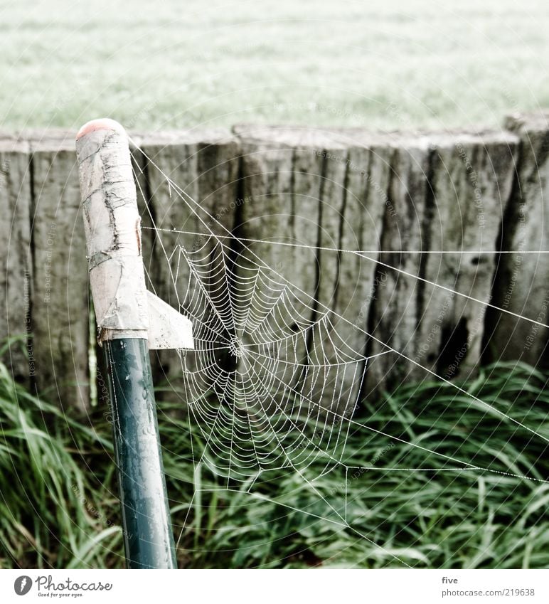 vernetzt Umwelt Natur Herbst Pflanze Gras Grünpflanze Garten Wiese frisch kalt nass zerbrechlich Holz Spinnennetz Farbfoto Außenaufnahme Morgen Morgendämmerung