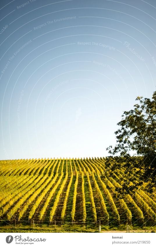 Von der Sonne verwöhnt Umwelt Natur Landschaft Pflanze Wolkenloser Himmel Sonnenlicht Herbst Schönes Wetter Nutzpflanze Wein Feld Wachstum hell blau grün