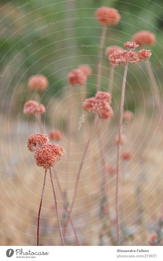 Gewächs Umwelt Natur Pflanze Blume Wiese ästhetisch schön wild Stengel Blüte Farbfoto Gedeckte Farben Außenaufnahme Tag Schwache Tiefenschärfe Menschenleer