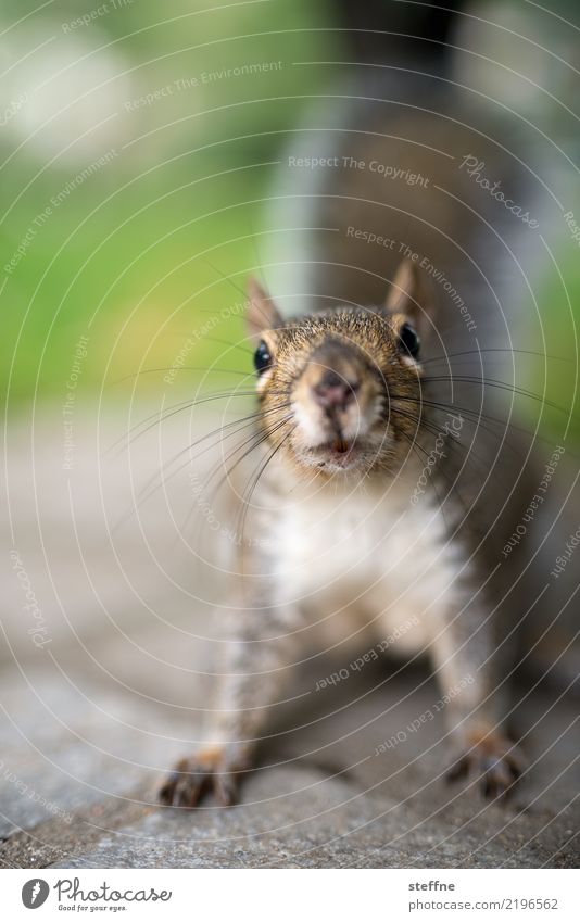 Tiere in der Stadt 3 1 Eichhörnchen Neugier niedlich Boston Farbfoto Außenaufnahme