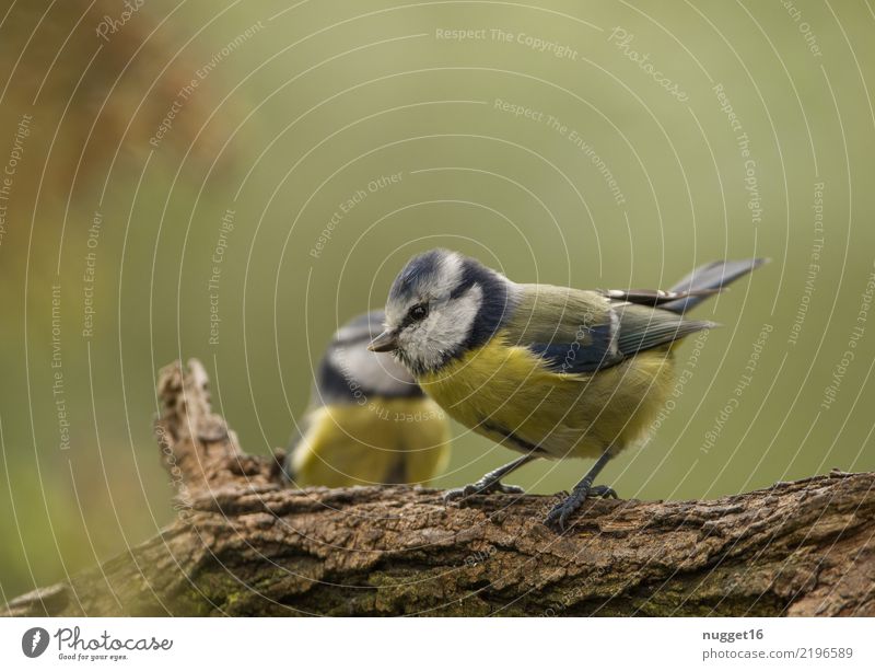 Blaumeise Umwelt Natur Tier Frühling Sommer Herbst Schönes Wetter Pflanze Baum Garten Park Wald Wildtier Vogel Tiergesicht Flügel Krallen Meisen 1 ästhetisch