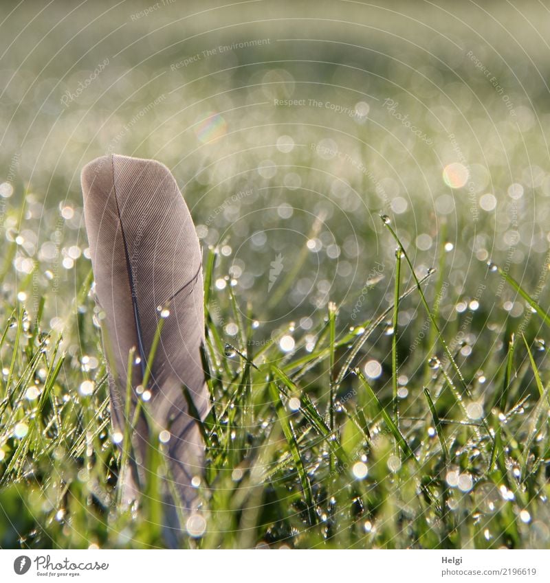 Fundsache Umwelt Natur Pflanze Wassertropfen Herbst Schönes Wetter Gras Grünpflanze Garten Feder glänzend außergewöhnlich einzigartig klein nass natürlich grau