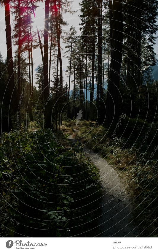 Im dunklen Wald ... | Antholz [15] Sonne Sonnenlicht Sommer Schönes Wetter Alpen Berge u. Gebirge Antholzer Tal Südtirol Fußweg entdecken glänzend leuchten