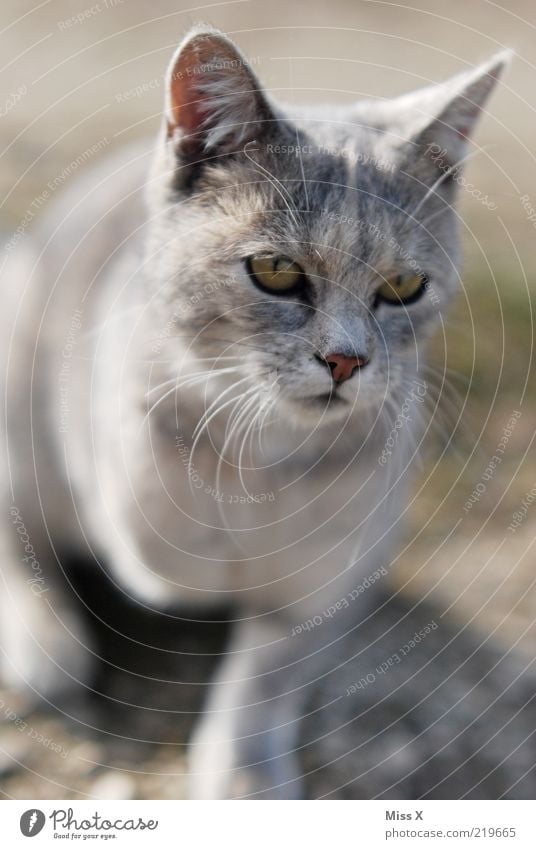 Dreibeiner Tier Haustier Katze 1 Tierjunges kuschlig grau Textfreiraum unten Halbprofil Ohr Schnurrhaar Auge Nase Fell Hauskatze Katzenauge 3 Farbfoto