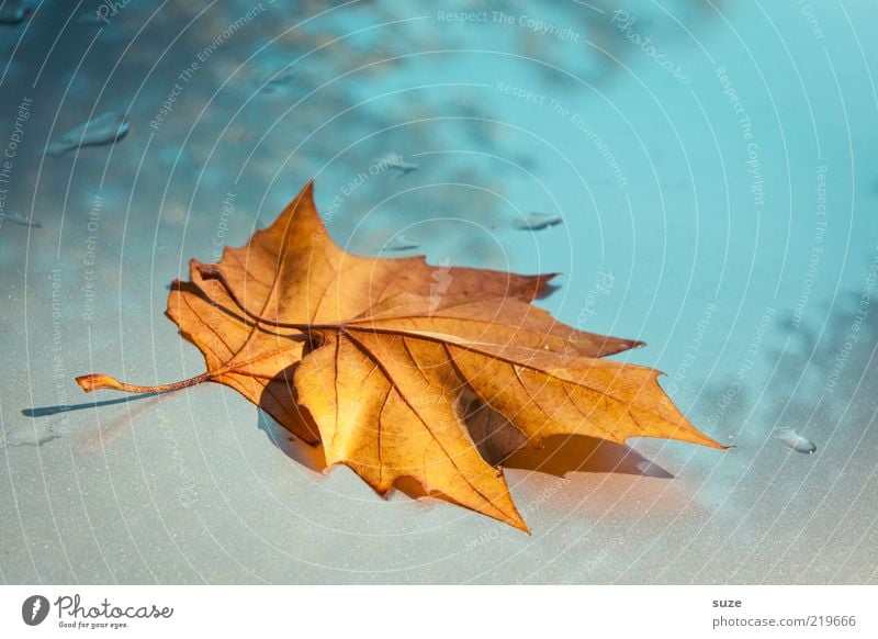 Blätter, zwei Umwelt Natur Pflanze Himmel Herbst Wetter Blatt ästhetisch schön einzigartig gelb Herbstlaub herbstlich Jahreszeiten Herbstbeginn Oktober