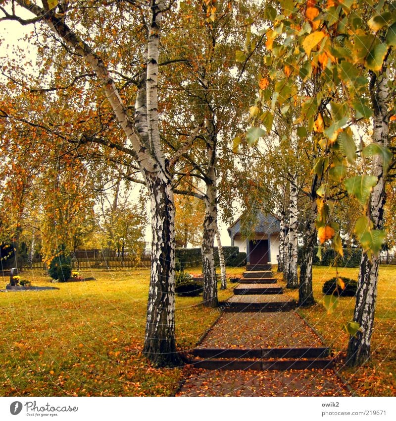 Friedhofskapelle Pflanze Gras Sträucher Blatt Birke Birkenblätter Herbstlaub Hügel Vergänglichkeit Wandel & Veränderung Wege & Pfade Kapelle Farbfoto mehrfarbig