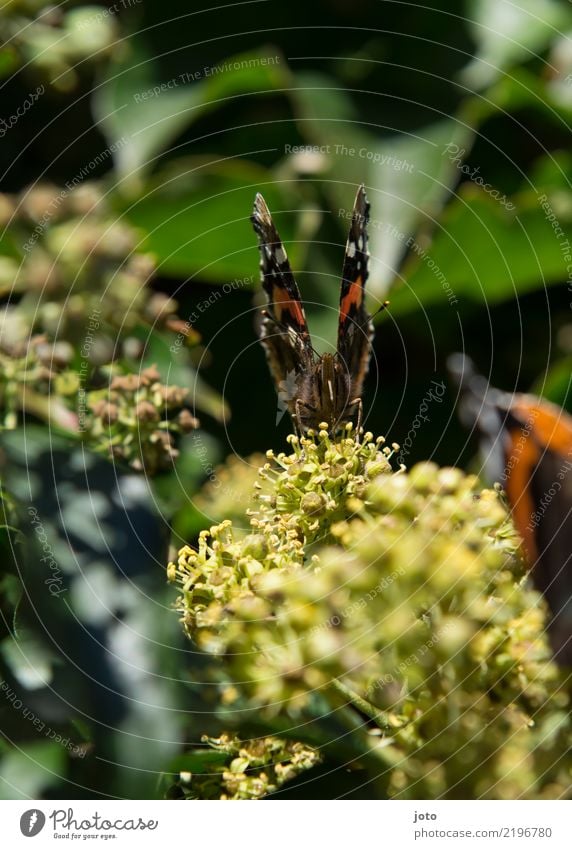 Nektar Natur Pflanze Tier Sommer Blume Blüte Schmetterling 1 Essen sitzen trinken ästhetisch grün orange Frieden Zufriedenheit Idylle Leben Perspektive ruhig