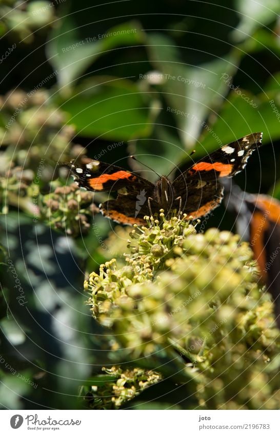 Flügelweite trinken elegant Leben ruhig Sommer Natur Pflanze Tier Blume Blüte Schmetterling beobachten sitzen ästhetisch grün orange Idylle Perspektive