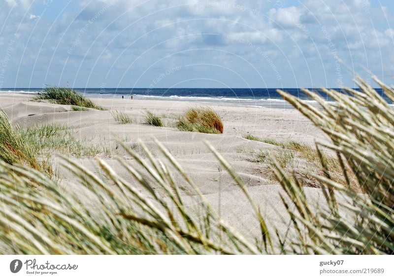 Strandläufer auf Amrum Erholung ruhig Ferien & Urlaub & Reisen Freiheit Sommerurlaub Meer Insel Landschaft Sand Wasser Horizont Schönes Wetter Strandhafer