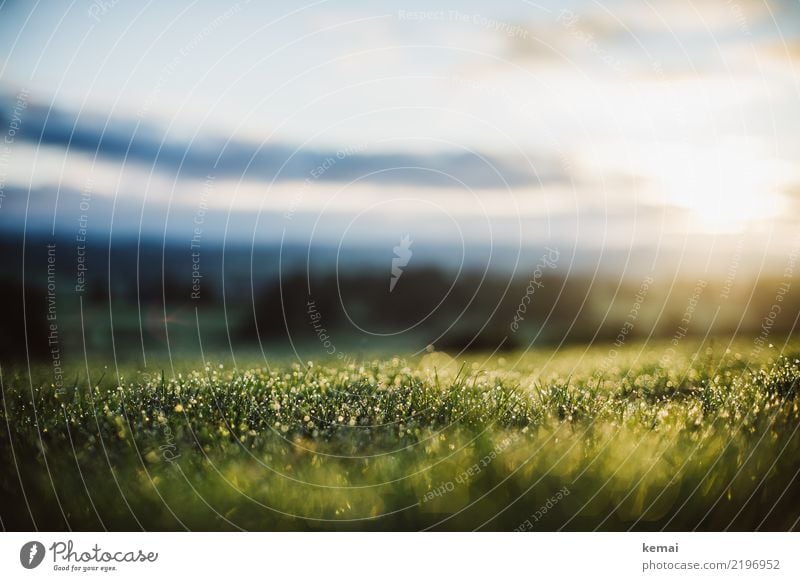 Frischer Tau Leben harmonisch Wohlgefühl Zufriedenheit Sinnesorgane Erholung ruhig Freizeit & Hobby Abenteuer Freiheit Natur Pflanze Wassertropfen Himmel Wolken