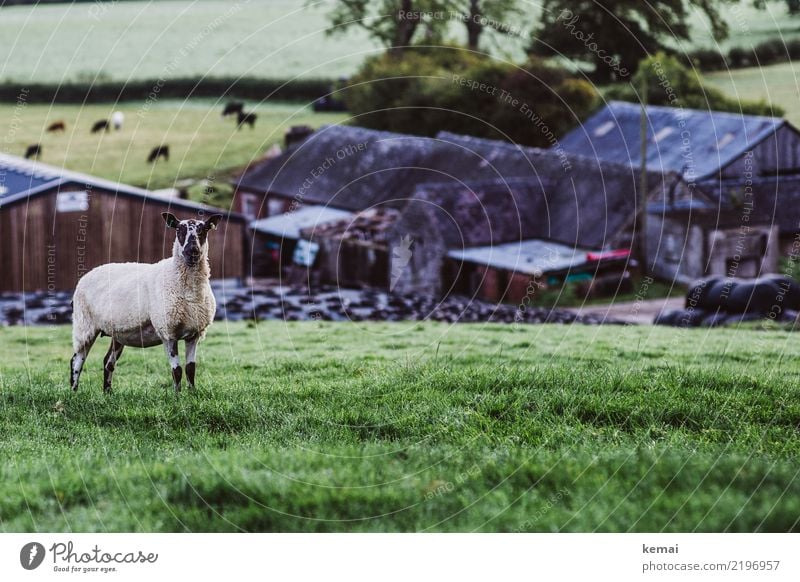 Farmschaf harmonisch Wohlgefühl Zufriedenheit Sinnesorgane Erholung ruhig Freizeit & Hobby Ausflug Freiheit Natur Landschaft Sommer Schönes Wetter Gras Feld