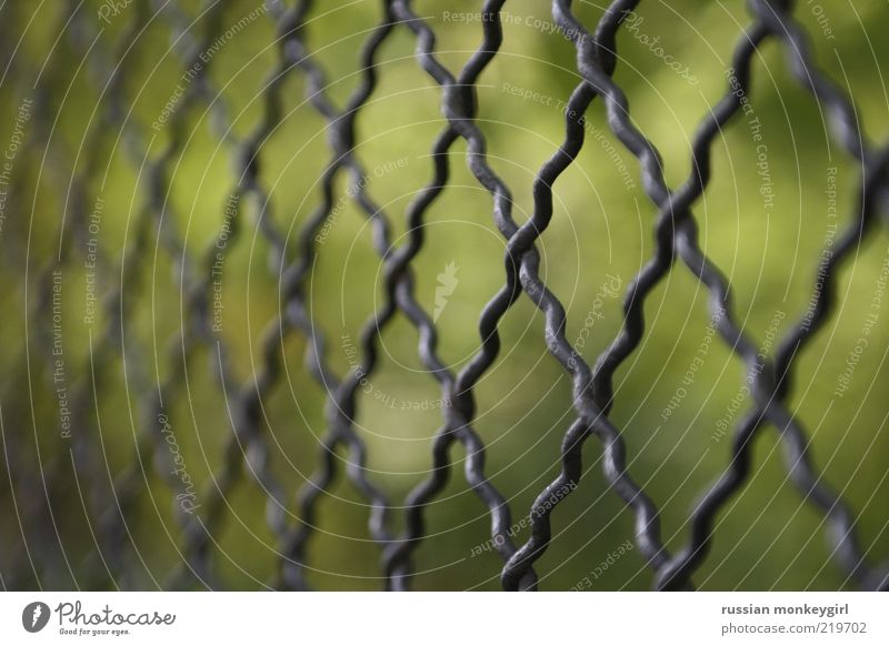 umschlossen Sommer Metall einfach glänzend grün schwarz silber Sicherheit Schutz ruhig Farbfoto Außenaufnahme Muster Menschenleer Schwache Tiefenschärfe Natur