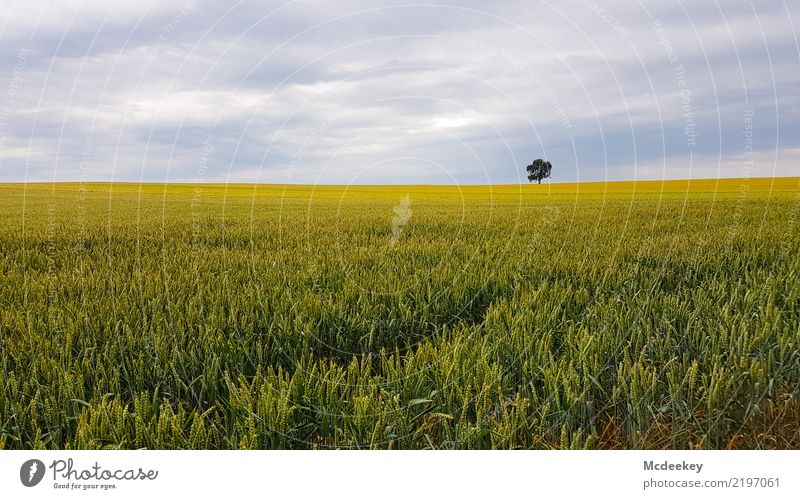 Einsam Umwelt Natur Landschaft Pflanze Himmel Wolken Sommer Baum Nutzpflanze Kornfeld Feld authentisch Ferne Gesundheit gigantisch Unendlichkeit natürlich blau