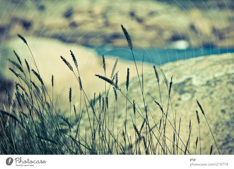 gras Natur Landschaft Sommer Schönes Wetter Gras Grünpflanze Halm Felsen Küste Meer alt nah Ferien & Urlaub & Reisen Wind zart Farbfoto Gedeckte Farben