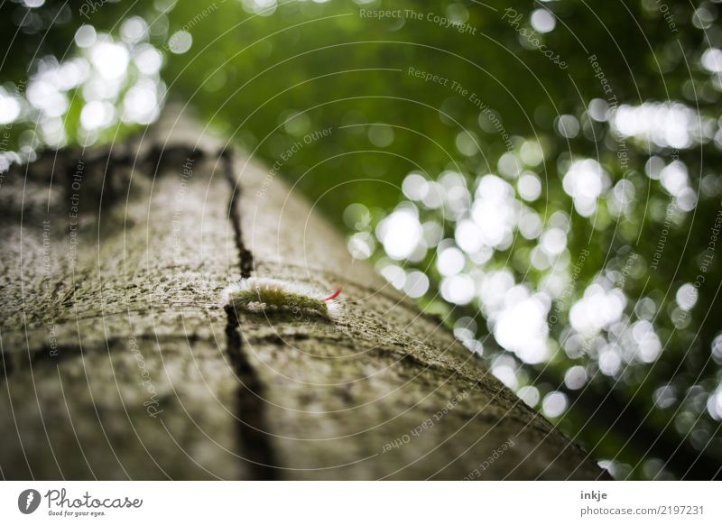 Raupe Natur Baumstamm Baumrinde Wald Wildtier 1 Tier klein Behaarung krabbeln Unschärfe grün Farbfoto Außenaufnahme Nahaufnahme Makroaufnahme Menschenleer Tag