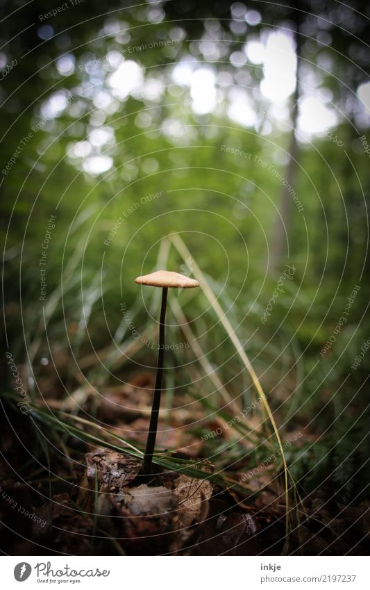 1 Pilz Natur Sommer Herbst Wald Waldboden dünn einfach ungenießbar einzeln lang Vignettierung Farbfoto Außenaufnahme Nahaufnahme Makroaufnahme Menschenleer Tag