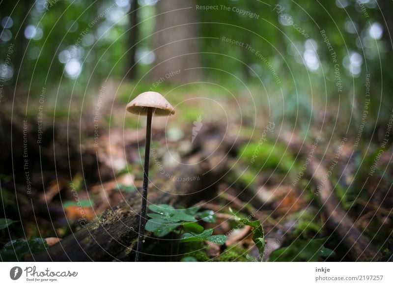 Pilz Umwelt Natur Pflanze Tier Sommer Herbst Wald Waldboden lang dünn ungenießbar dunkel faulig nass einzeln Farbfoto Außenaufnahme Nahaufnahme Makroaufnahme