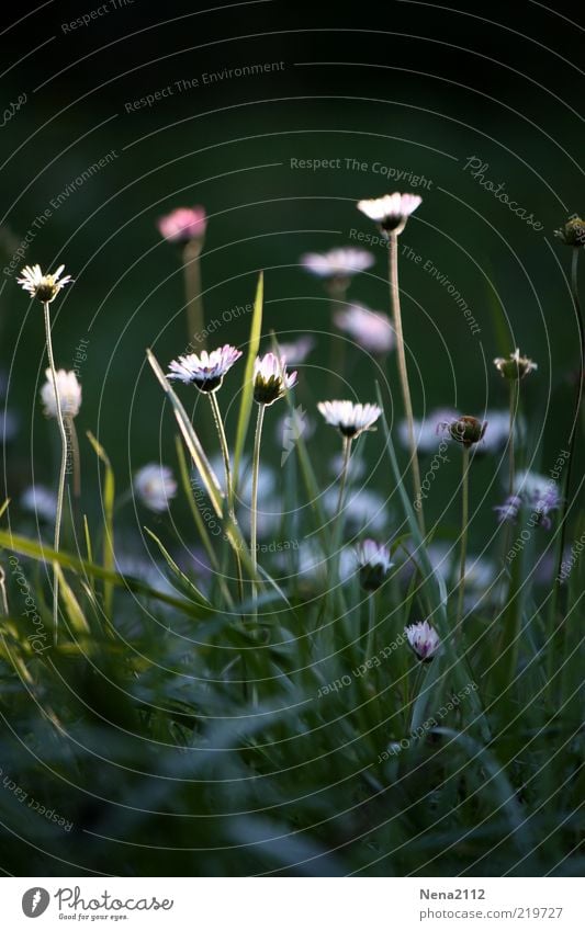 Sonnenstrahlfänger Natur Pflanze Sonnenlicht Herbst Blume Blüte Wildpflanze Wiese schön weiß Gänseblümchen letzte verblüht Farbfoto Außenaufnahme Nahaufnahme