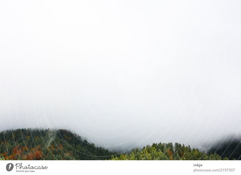 die Wälder von Nehböll Umwelt Natur Landschaft Frühling Sommer Herbst Klima Klimawandel schlechtes Wetter Nebel Wald Berge u. Gebirge dunkel Nebelbank mystisch