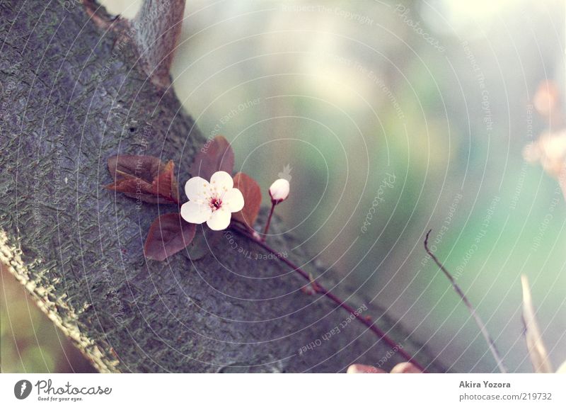 Zurücklehnen und genießen Pflanze Sonnenlicht Frühling Baum Blatt Blüte Kirschbaum Kirschblüten Baumrinde berühren Blühend Erholung Wachstum ästhetisch braun