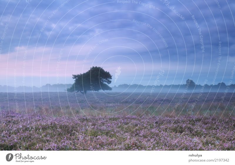 nebelhafter Morgen auf blühender Wiese der Heide im Sommer Natur Landschaft Himmel Wolken Horizont Nebel Baum Blume Blüte wild rosa Gelassenheit Bergheide Leng