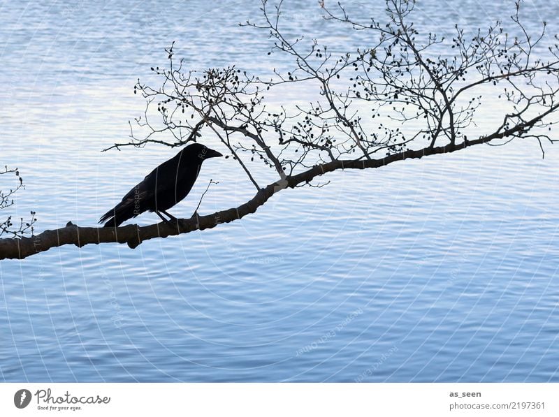 Abraxas Halloween Umwelt Natur Wasser Herbst Winter Baum Ast Zweig Küste See Vogel Rabenvögel 1 Tier hocken dunkel blau schwarz Gefühle Angst bizarr kalt