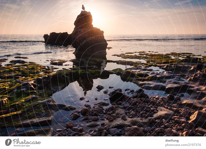 Sonnenaufgang am Ufer mit Vogel auf dem Fels im Vordergrund Ferien & Urlaub & Reisen Ferne Sommerurlaub Strand Meer Natur Landschaft Tier Erde Wasser Himmel